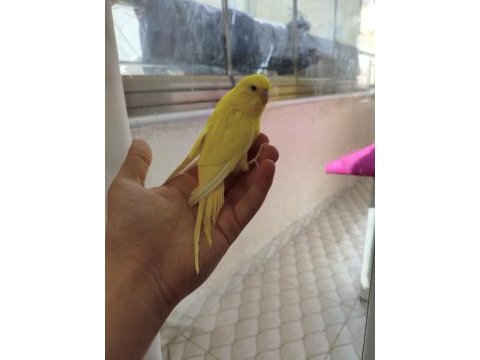 Acil satılık konuşma yatkın muhabbet kuşu