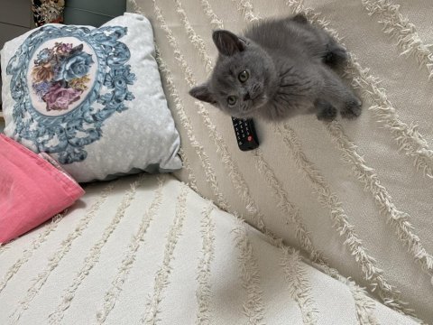 Orjinal british shorthair sağlıklı oyuncu erkek