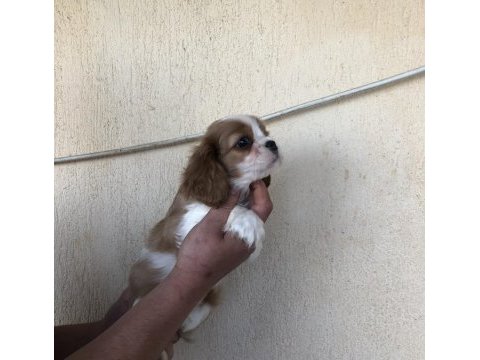 Kg garantili cavalier king charles bebek