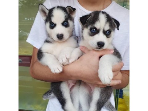 Husky sibirya yavruları