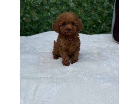 Toypoodle  yavrularımız yasal köpek çiftliğinden 