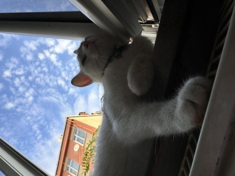11 aylık ankara kedimiz lina