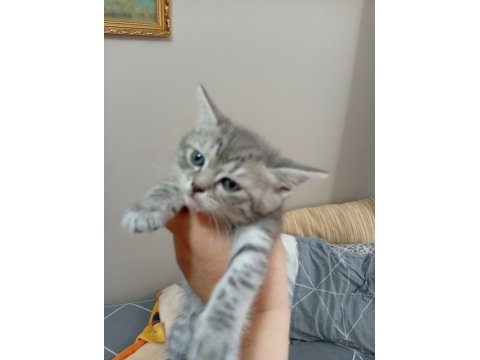 Yavru kedimiz ücretsiz sahiplendirme