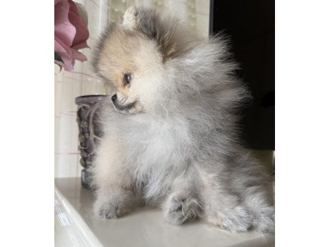 Pomeranian boo köpeği