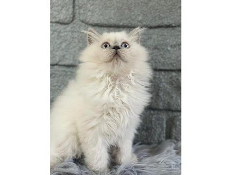 British longhair blue point yavrularımız