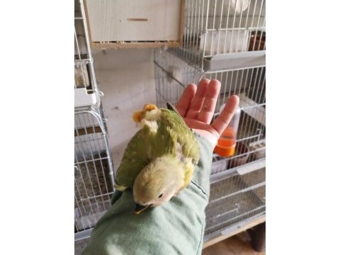 Bebek sevda papağanları (ertuğ papağan evi)