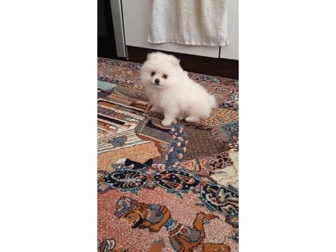 A kalite pomeranian yavru