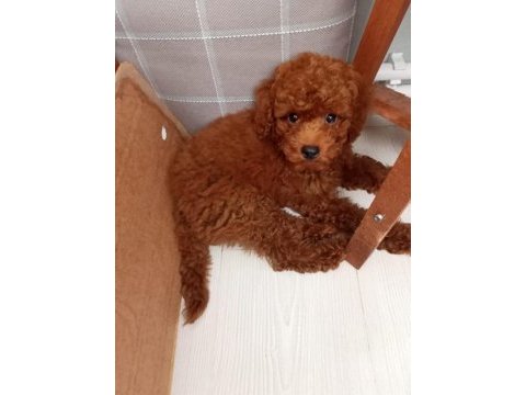 3 aylık toy poodle