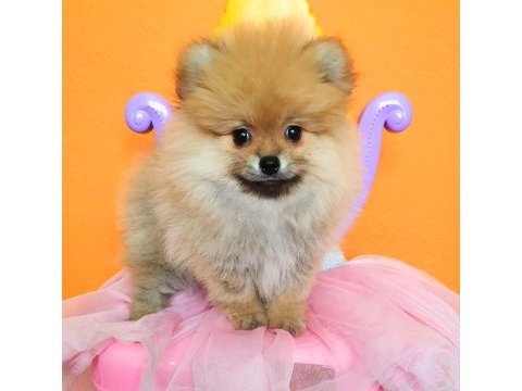 İzmirde ayı surat orjinal pomeranian boo yavruları