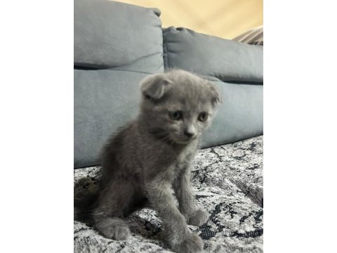 45 günlük dünya tatlısı