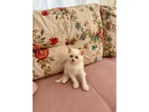 British shorthair kedimiz