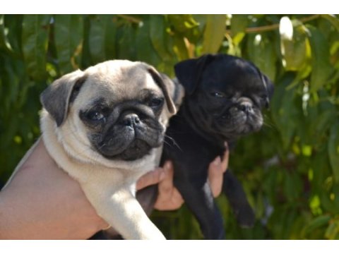 İki aylık pug yavrularım teslime hazır