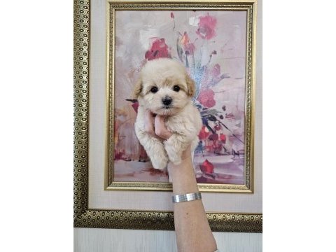 Maltipoo yavrularımın iddiasına bir bakın