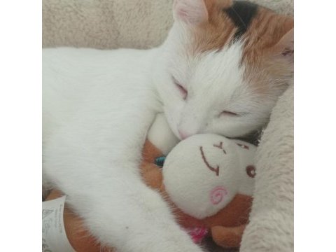 Kedim mia için sahiplendiriyorum