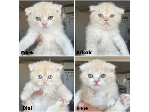 Acil yuva scottish fold yavrular
