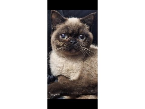Exotic shorthair chocolate point
