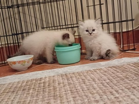 British shorthair bebekler