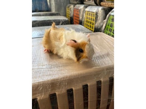 Guinea pig ler