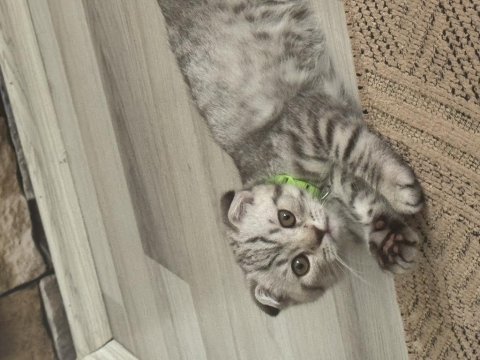 Luna kedi
