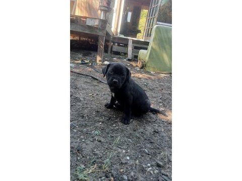 Cane corso brindle yavrular