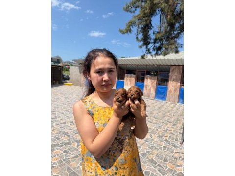 Maltipoo köpeği yavrularımız