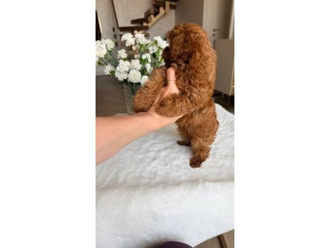 Maltipoo korean
