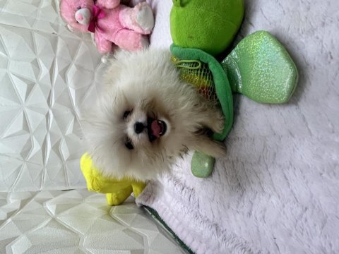 Erkek dişi pomeranian yavrular