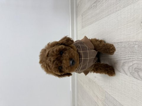 3 erkek ve 2 dişi safkan poodle yavrularımız
