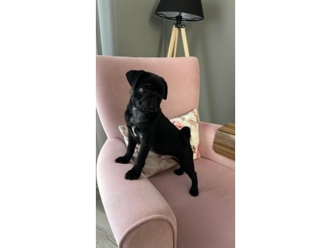 Pug erkek yavrum sakarya