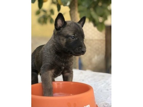 Belçika malinois yavruları aşil ve zeyna eşlemesinden