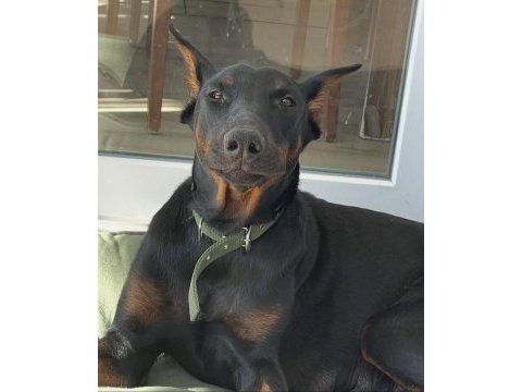 Dişi safkan doberman