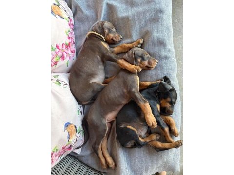 Orjinal doberman yavruları