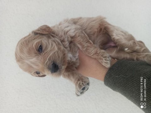 Maltipoo bebekler 30 günlük