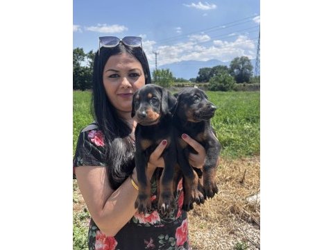 Şecereli king doberman yavrularım