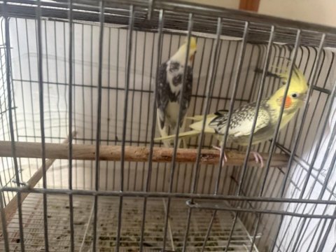 4 çift sultan papağanı ve kafes herşeyiyle birlikte