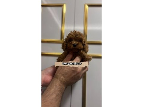 Sevimli ırk kore poodle