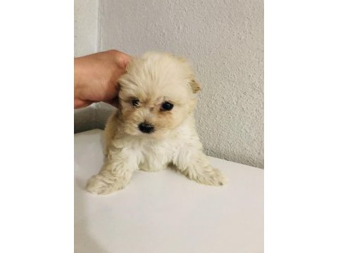 Orjinal ped eğitimli maltipoo bebek