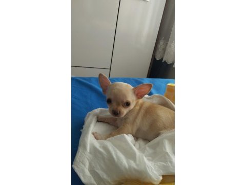 Gerçek minyatür yumurta kafa chihuahua yavrusu