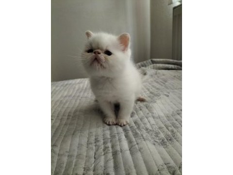 Exotic shorthair 2 aylık erkek