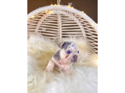 Renkli gözlü ırk garantili french bulldog yavrularım