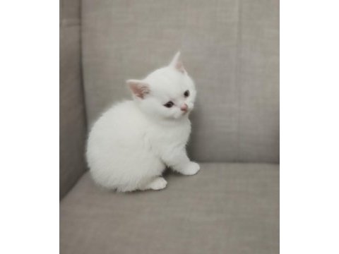 Minik british shorthair bebelerimiz