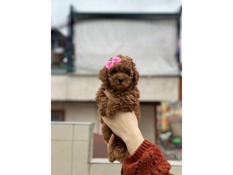 Muhteşem poodle güzellikteki bebekler sizin olsun mu