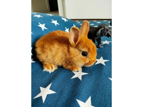 Caramel hollanda cücesi tavşan - netherland dwarf