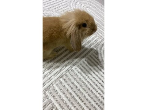 Hollanda lop tavşan