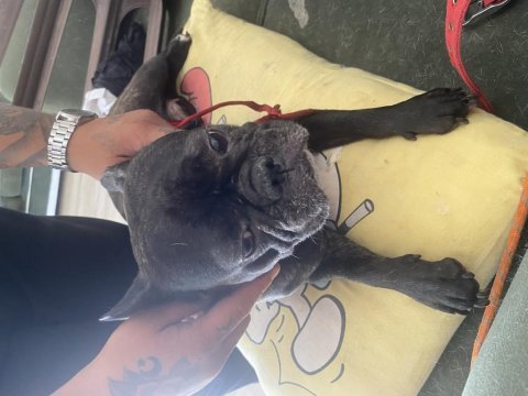 Acil sahiplendirmek istiyorum french bulldog