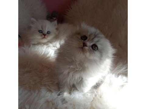 British longhair a kalite