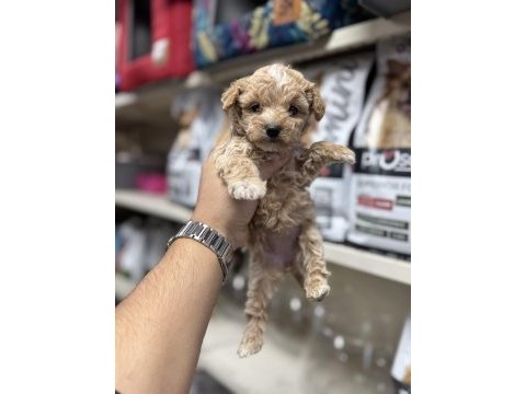 Maltipoo yavrularımız toy poodle tadında