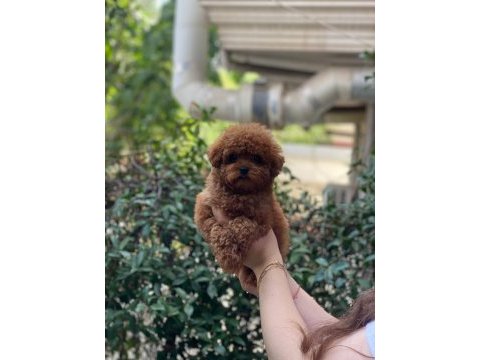 Oyuncak değil gerçek 3 aylık kore poodle güzelleri