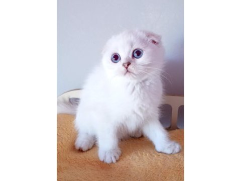 Şampiyon atalardan scottish fold yavrular