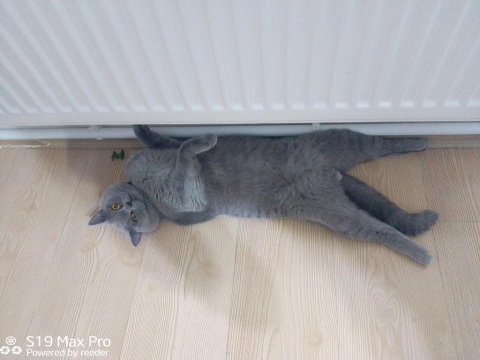 British shorthair oğluma es arıyorum